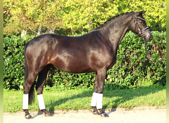 Hanovrien, Jument, 4 Ans, 166 cm, Noir