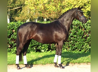 Hanovrien, Jument, 4 Ans, 166 cm, Noir