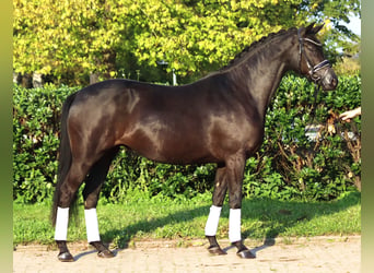 Hanovrien, Jument, 4 Ans, 166 cm, Noir