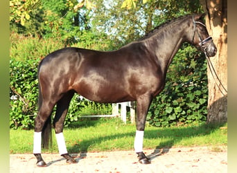 Hanovrien, Jument, 4 Ans, 166 cm, Noir