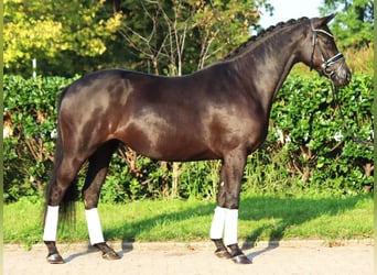 Hanovrien, Jument, 4 Ans, 166 cm, Noir