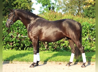 Hanovrien, Jument, 4 Ans, 166 cm, Noir