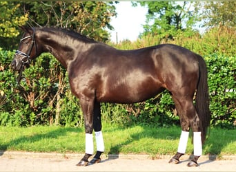 Hanovrien, Jument, 4 Ans, 166 cm, Noir