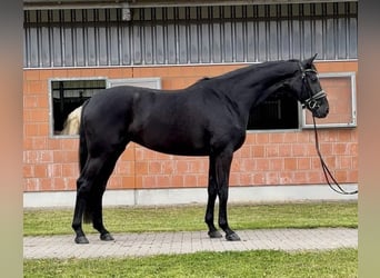 Hanovrien, Jument, 4 Ans, 166 cm, Noir