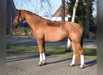 Hanovrien, Jument, 4 Ans, 167 cm, Alezan