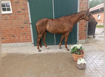 Hanovrien, Jument, 4 Ans, 167 cm, Alezan
