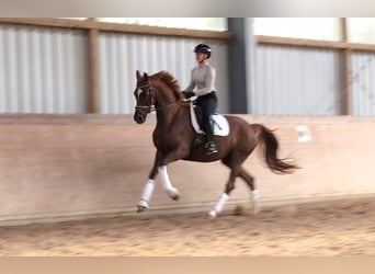 Hanovrien, Jument, 4 Ans, 167 cm, Alezan
