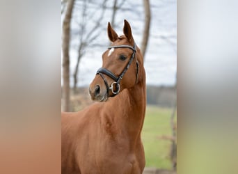 Hanovrien, Jument, 4 Ans, 167 cm, Alezan