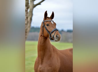 Hanovrien, Jument, 4 Ans, 167 cm, Alezan