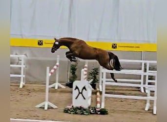 Hanovrien, Jument, 4 Ans, 167 cm, Alezan
