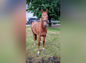 Hanovrien, Jument, 4 Ans, 167 cm, Alezan