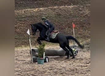 Hanovrien, Jument, 4 Ans, 167 cm, Bai brun