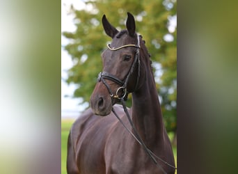 Hanovrien, Jument, 4 Ans, 167 cm, Bai brun
