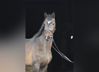 Hanovrien, Jument, 4 Ans, 167 cm, Bai brun