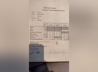 Hanovrien, Jument, 4 Ans, 167 cm, Bai