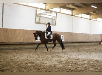 Hanovrien, Jument, 4 Ans, 167 cm, Bai