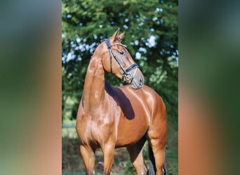Hanovrien, Jument, 4 Ans, 167 cm, Bai