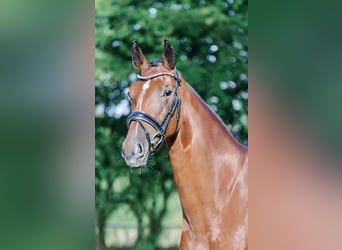 Hanovrien, Jument, 4 Ans, 167 cm, Bai