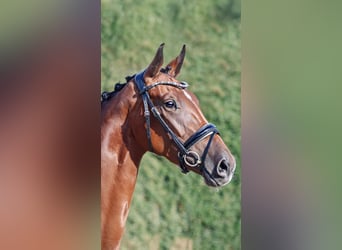 Hanovrien, Jument, 4 Ans, 167 cm, Bai