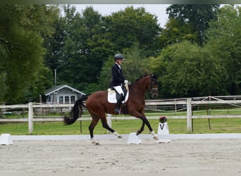 Hanovrien, Jument, 4 Ans, 167 cm, Bai