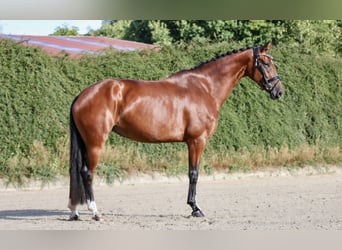 Hanovrien, Jument, 4 Ans, 167 cm, Bai