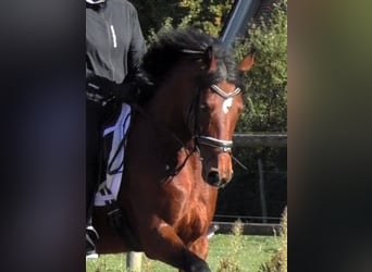 Hanovrien, Jument, 4 Ans, 167 cm, Bai