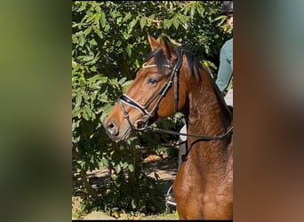 Hanovrien, Jument, 4 Ans, 167 cm, Bai