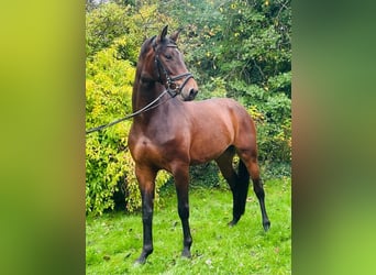 Hanovrien, Jument, 4 Ans, 167 cm, Bai