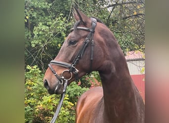 Hanovrien, Jument, 4 Ans, 167 cm, Bai