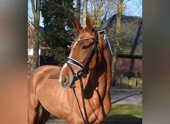 Hanovrien, Jument, 4 Ans, 167 cm