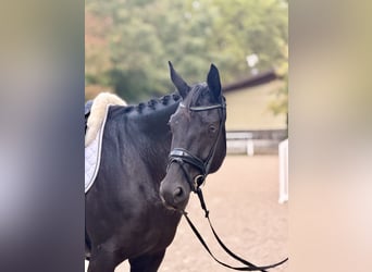 Hanovrien, Jument, 4 Ans, 167 cm, Noir