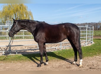 Hanovrien, Jument, 4 Ans, 167 cm, Noir