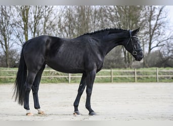 Hanovrien, Jument, 4 Ans, 167 cm, Noir