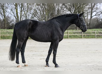 Hanovrien, Jument, 4 Ans, 167 cm, Noir