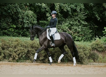 Hanovrien, Jument, 4 Ans, 167 cm, Noir