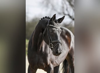 Hanovrien, Jument, 4 Ans, 167 cm, Noir