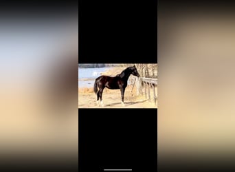 Hanovrien, Jument, 4 Ans, 167 cm, Noir