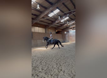 Hanovrien, Jument, 4 Ans, 167 cm, Noir