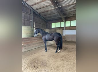 Hanovrien, Jument, 4 Ans, 167 cm, Noir