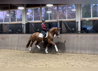 Hanovrien, Jument, 4 Ans, 168 cm, Alezan
