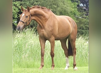 Hanovrien, Jument, 4 Ans, 168 cm, Alezan