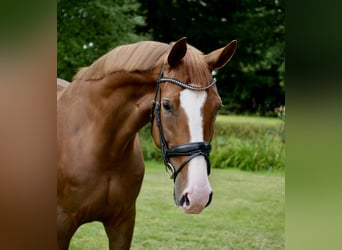 Hanovrien, Jument, 4 Ans, 168 cm, Alezan
