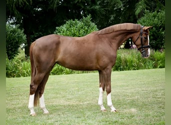 Hanovrien, Jument, 4 Ans, 168 cm, Alezan