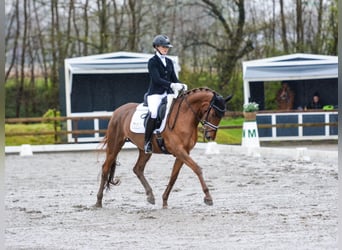 Hanovrien, Jument, 4 Ans, 168 cm, Alezan