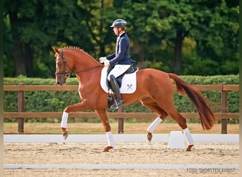 Hanovrien, Jument, 4 Ans, 168 cm, Alezan