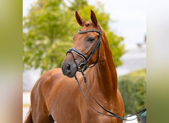 Hanovrien, Jument, 4 Ans, 168 cm, Alezan