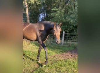 Hanovrien, Jument, 4 Ans, 168 cm, Bai brun