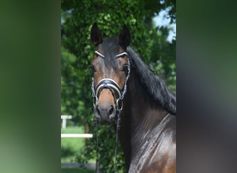 Hanovrien, Jument, 4 Ans, 168 cm, Bai brun
