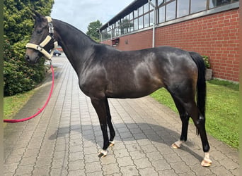 Hanovrien, Jument, 4 Ans, 168 cm, Bai brun