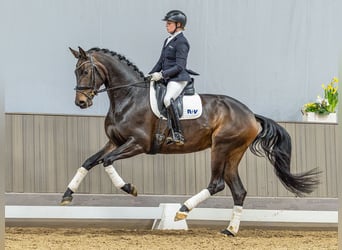 Hanovrien, Jument, 4 Ans, 168 cm, Bai brun